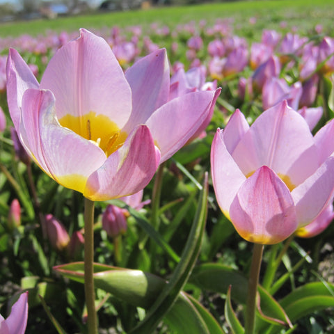 Blomsterløg 50% Rabat