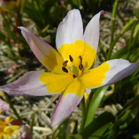 Saxatilis - Økologiske tulipanløg