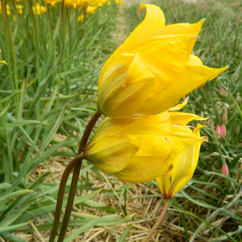 Tulipan blomsterløg