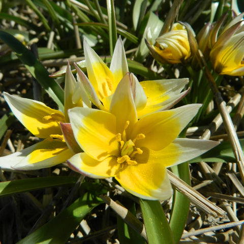 Tarda - Økologiske tulipanløg