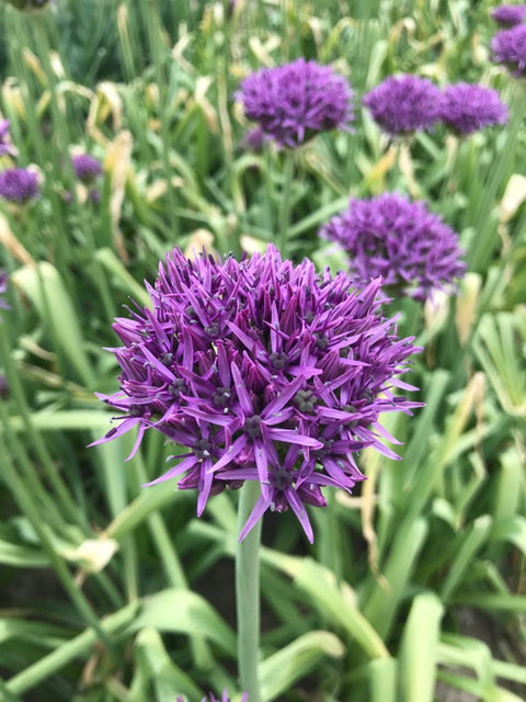 Allium Violet Beauty - Økologiske blomsterløg