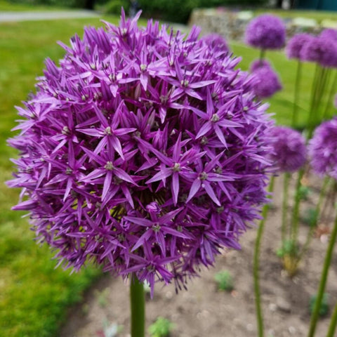 Allium Violet Beauty - Økologiske blomsterløg