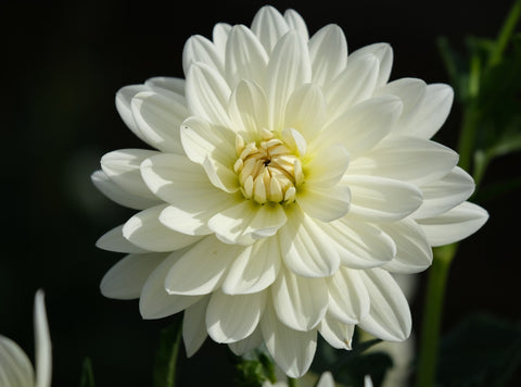 Dahlia White Perfection - 1 Økologisk knold