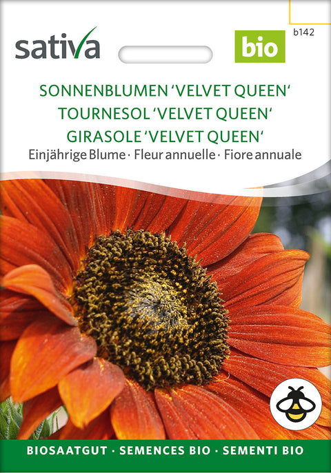 Solsikke - SUNFLOWER 'VELVET QUEEN' (Helianthus annuus) - økofrø - økologiske frø - blomsterfrø