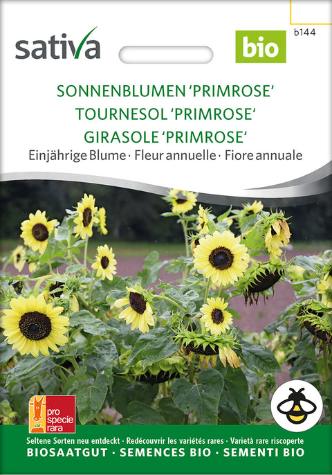 Solsikke - SUNFLOWER 'PRIMROSE' (Helianthus annuus) Økologiske frø