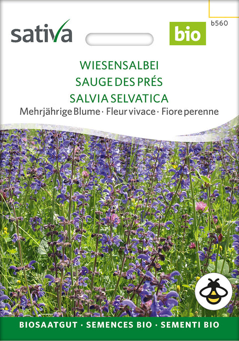 Engsalvie - MEADOW CLARY (Salvia pratensis) økofrø - økologiske frø - vilde blomsterfrø 