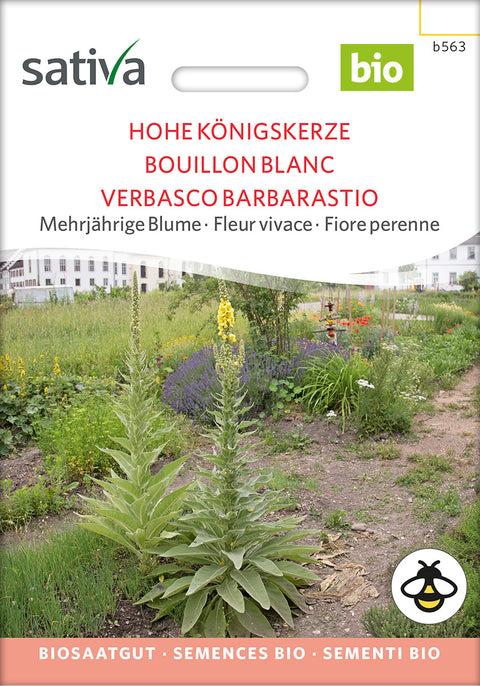 Hjertebladet Kongelys - TALL MULLEIN (Verbascum phlomoides)