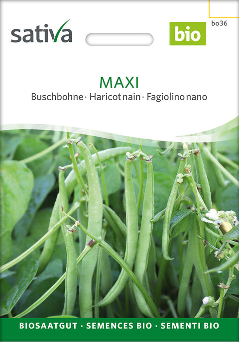 Bønne - MAXI (Phaseolus vulgaris) - økofrø - økologiske frø