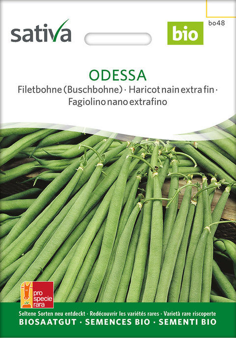 Bønne - ODESSA (Phaseolus vulgaris) - økofrø - økologiske frø - grøntsagsfrø