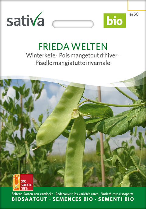 Sukkerært - FRIEDA WELTEN (Pisum sativum) -økofrø - økologiske frø - grøntsagsfrø