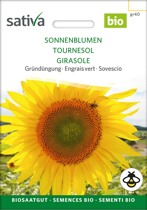 Solsikker grøn gødning (Helianthus annuus) - Økologiske Frø