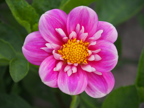 Dahlia Hartenaas - 1 Økologisk knold