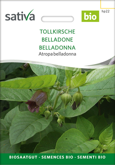 Galnebær - Lægeplante - DEADLY NIGHTSHADE (Atropa belladonna)