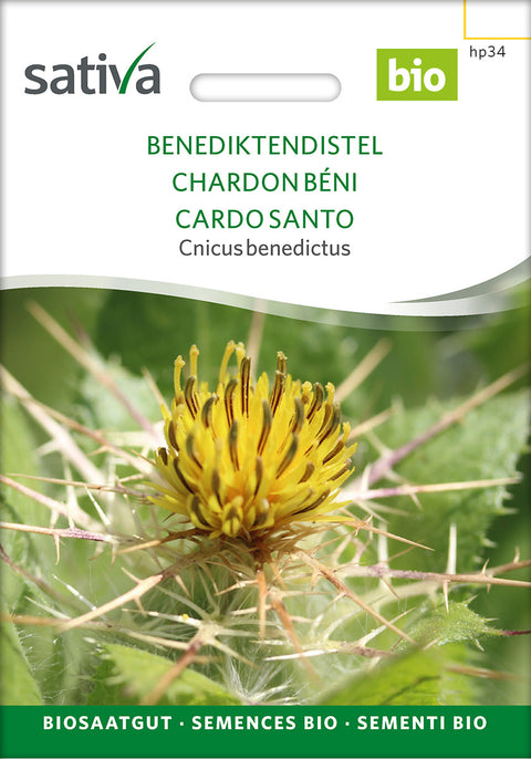 Benediktinertidsel - Lægeplante - ST. BENEDICT`S THISTLE (Cnicus benedictus) - Øko