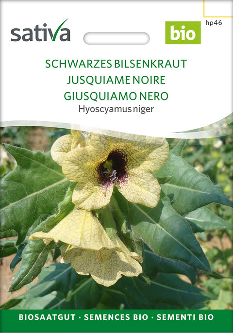 Bulmeurt lægeplante frø- BLACK HENBANE - øko Bulmeurt lægeplante - BLACK HENBANE (Hyoscyamus niger) økofrø