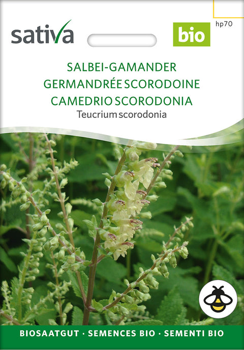 Klase-Kortlæbe - Lægeplante - WOODLAND GAMANDER (Teucrium scorodonia)