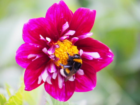 Dahlia Mix Åbne/Enkelt blomstrende - 3 Økologiske knolde