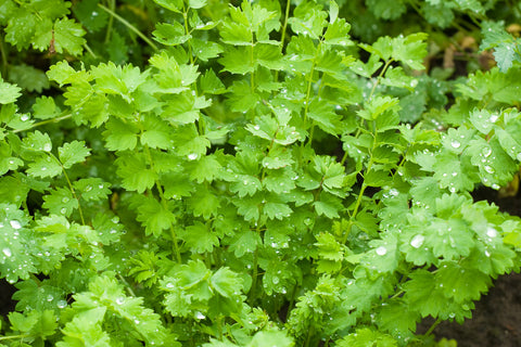 Bibernelle (Sanguisorba minor) - Økologiske Frø