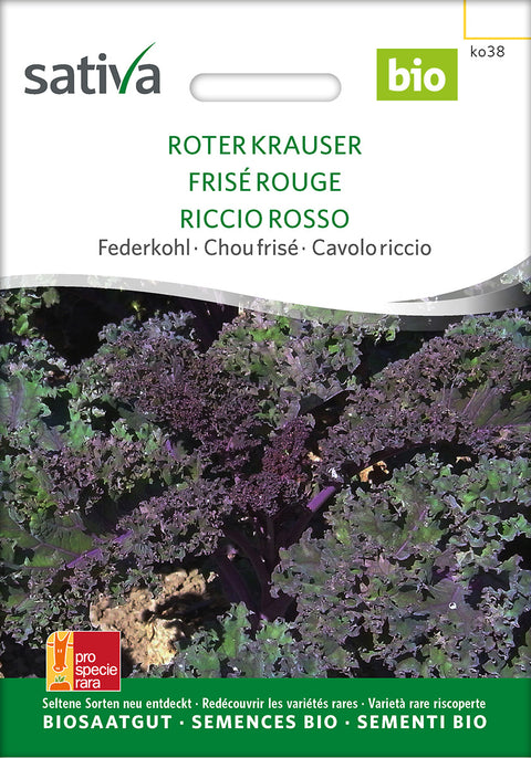 Grønkål rød - ROTER KRAUSER (Brassica oleracea var. sabellica) - grønkålsfrø - grøntsagsfrø - økofrø - kålfrø - øko