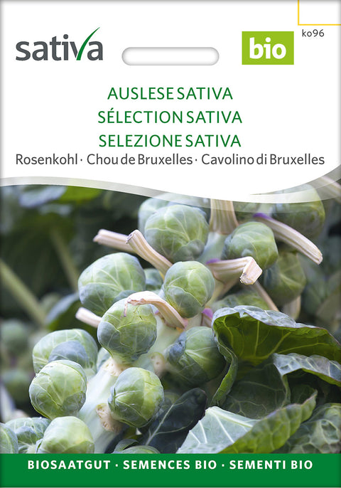 Rosenkål - SELECTION SATIVA (Brassica oleracea var. gemmifera) - økofrø - økologiske frø - grøntsagsfrø