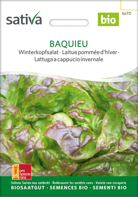 Salad - BAQUIEU (Lactuca sativa) - Salatfrø - økofrø - økologiske frø - grøntsagsfrø