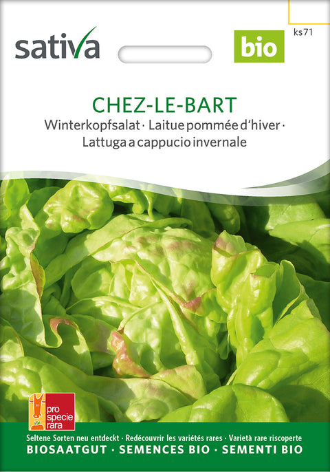 Salat - CHEZ-LE-BART (Lactuca sativa) - Salatfrø - økofrø - økologiske frø - grøntsagsfrø