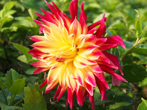 Dahlia Manhattan Island - 1 Økologisk knold