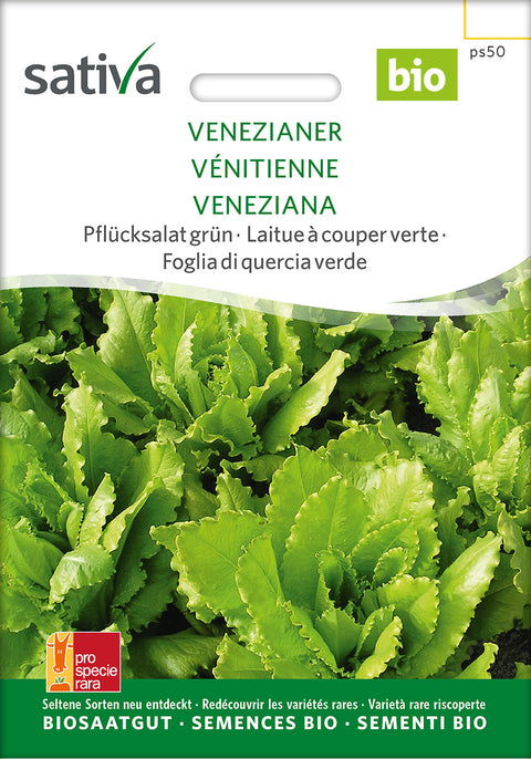 Salat - VENEZIANER (Lactuca sativa) - salatfrø - grøntsagsfrø - økofrø - økologiske frø