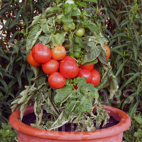 Tomat - CAPPUCCETTO ROSSO KS (Solanum lycopersicum) Økologiske frø