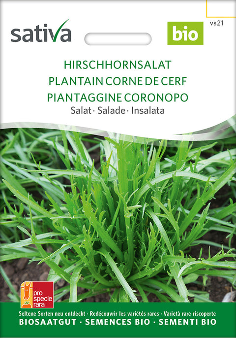 Salat - BUCKS HORN PLANTAIN (Plantago coronopus) - økofrø - økologiske frø - grøntsagsfrø