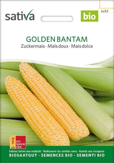 Majs - GOLDEN BANTAM (Zea mays) - grøntsagsfrø - økofrø - økologiske frø - majsfrø